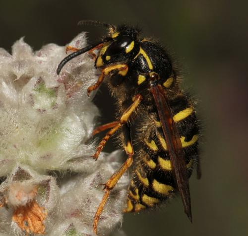 Dolichovespula adulterina
